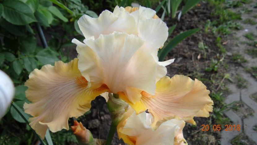  - Irisi -partea a II-a