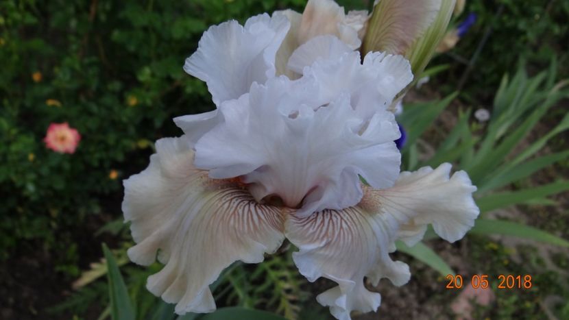 Ask a Lady - Irisi -partea a II-a