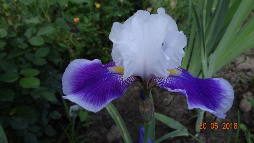  - Irisi -partea a II-a