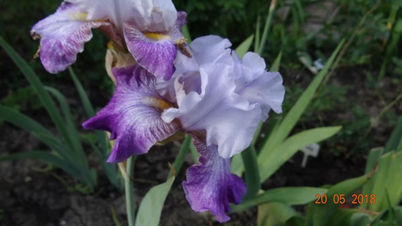 Theatre - Irisi -partea a II-a