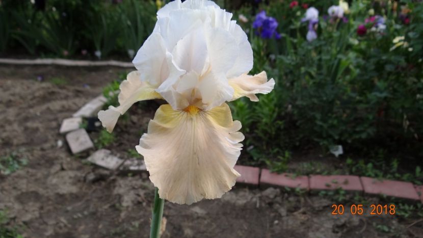 Apricot Frosty - Irisi -partea a II-a