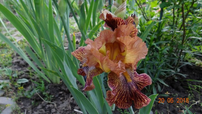 Spacelight Sketch - Irisi -partea a II-a