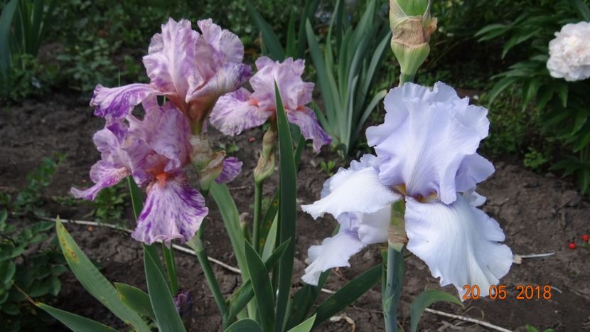  - Irisi -partea a II-a