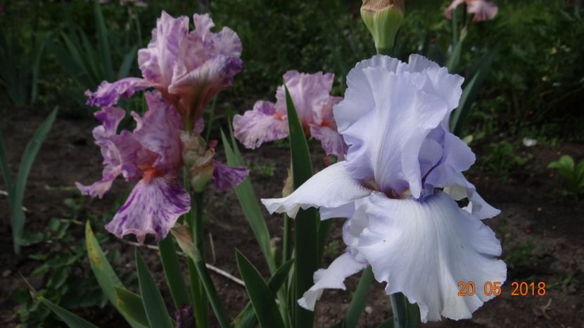  - Irisi -partea a II-a