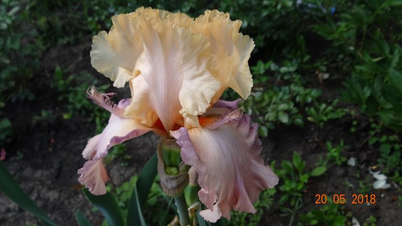 Tropical Delight -12 - Irisi disponibili