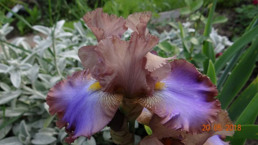 Menestrel - Irisi -partea a II-a