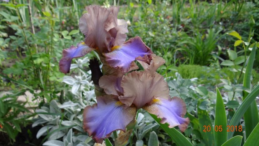  - Irisi -partea a II-a