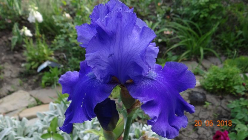  - Irisi -partea a II-a