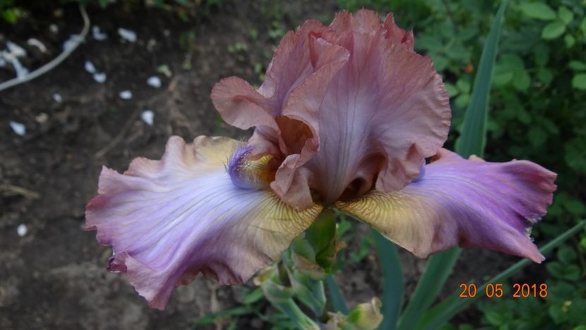  - Irisi -partea a II-a