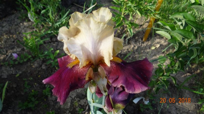  - Irisi -partea a II-a