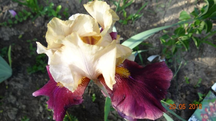  - Irisi -partea a II-a