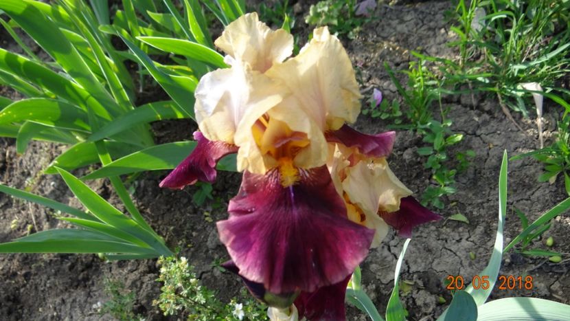  - Irisi -partea a II-a