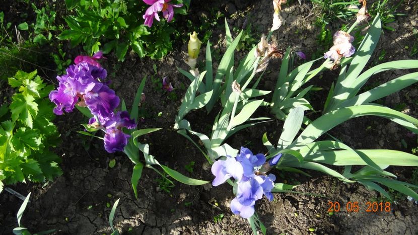  - Irisi -partea a II-a