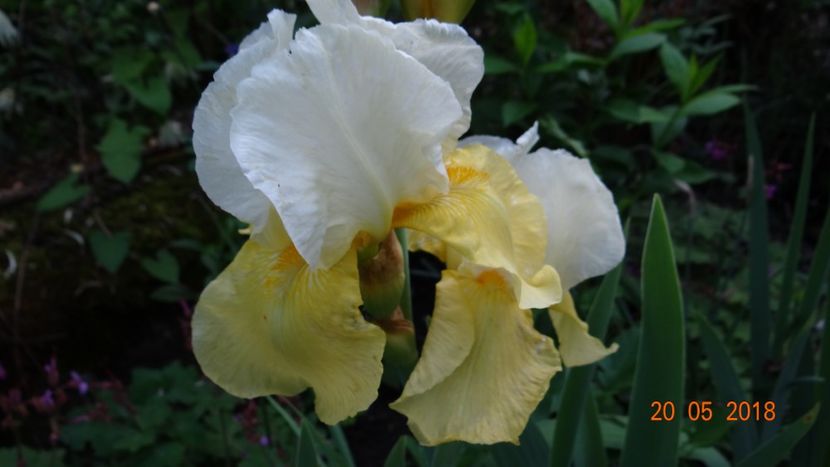 Glacier Gold - Irisi -partea a II-a