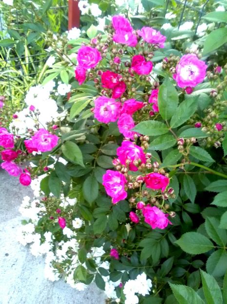  - Gradina luna mai 2018