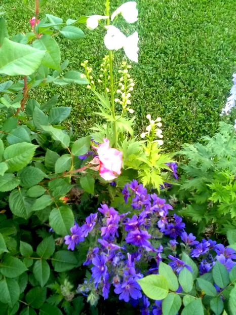  - Gradina luna mai 2018