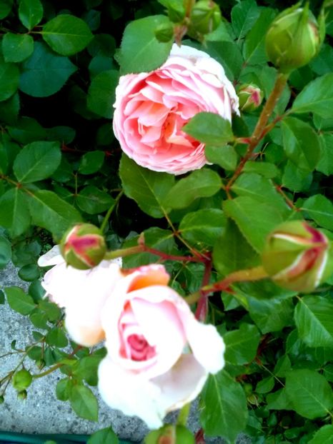 - Gradina luna mai 2018