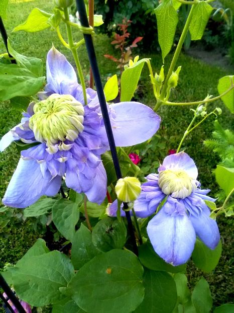  - Gradina luna mai 2018