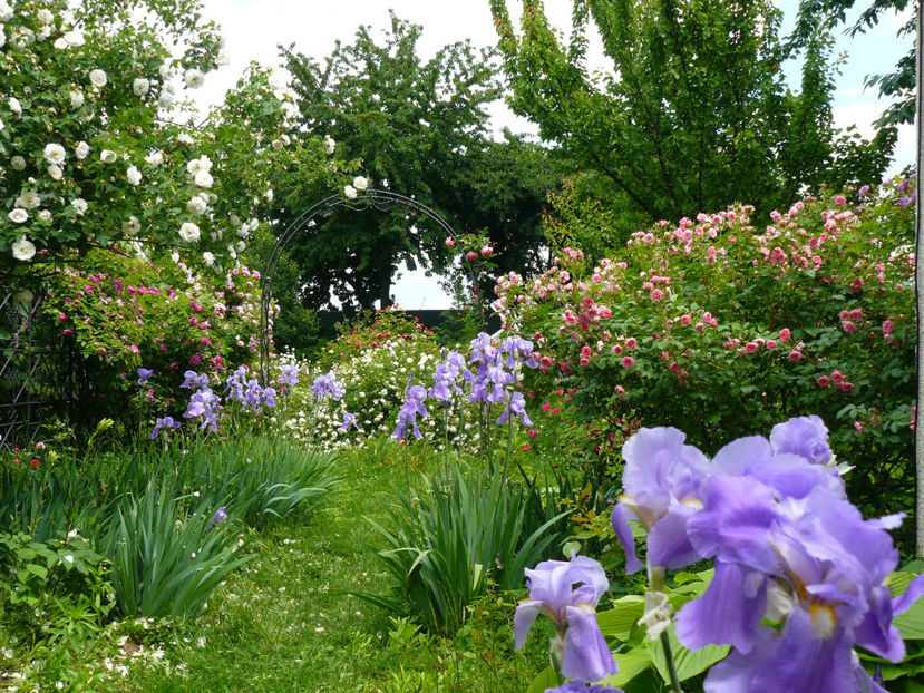 P1330645 - 2018_Mai_Trandafiri