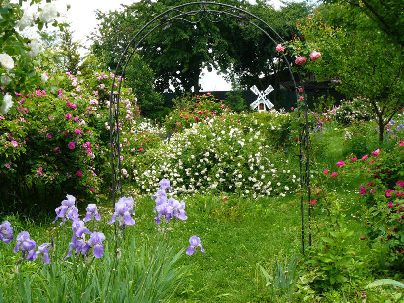 P1330652 - 2018_Mai_Trandafiri