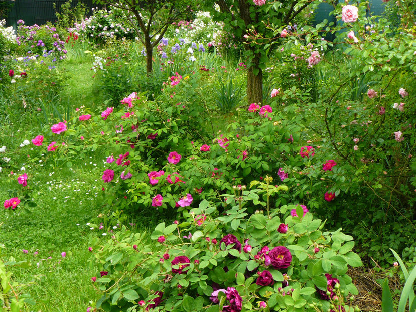 P1330655 - 2018_Mai_Trandafiri