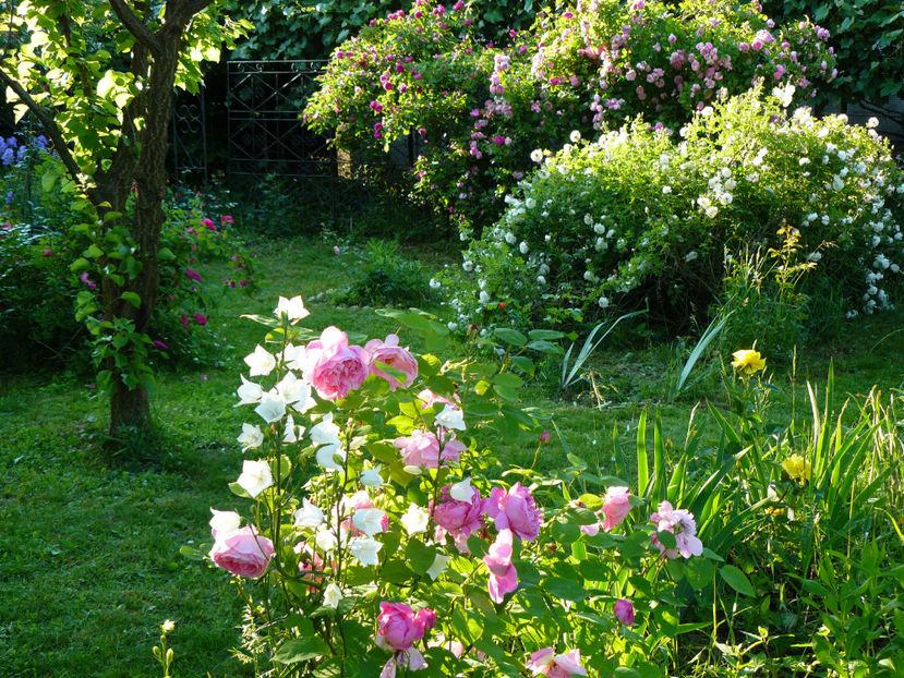 P1330793 - 2018_Mai_Trandafiri