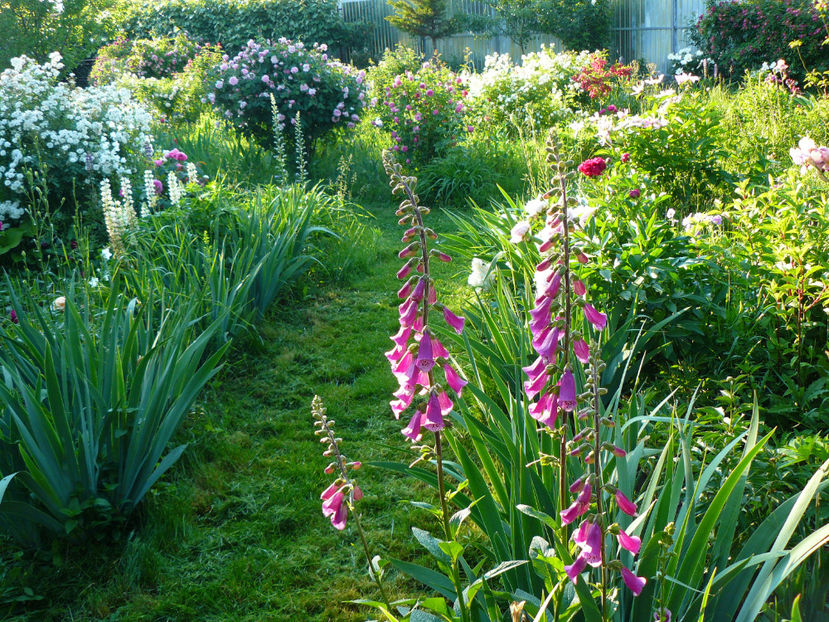 2018 - Z_FAVORITELE gradinii mele