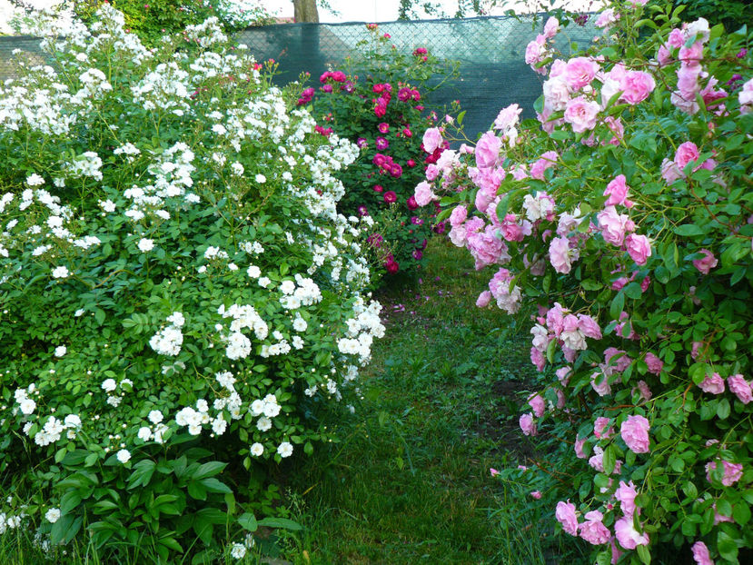 P1330933 - 2018_Mai_Trandafiri