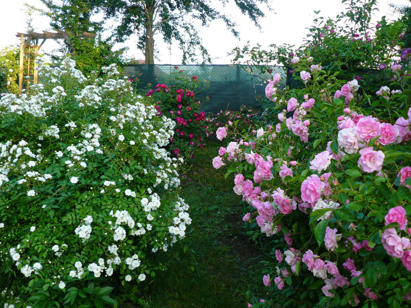 P1330961 - 2018_Mai_Trandafiri