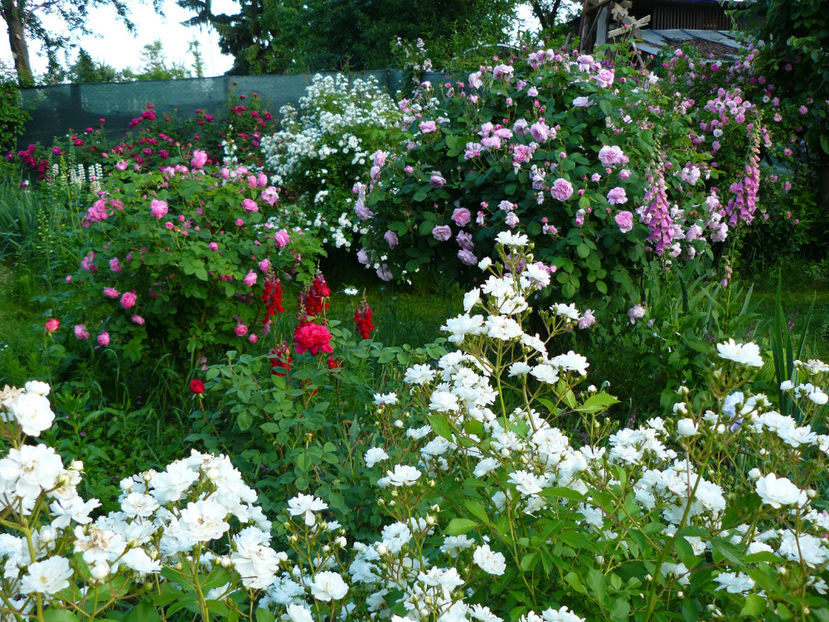 2018 - Z_FAVORITELE gradinii mele