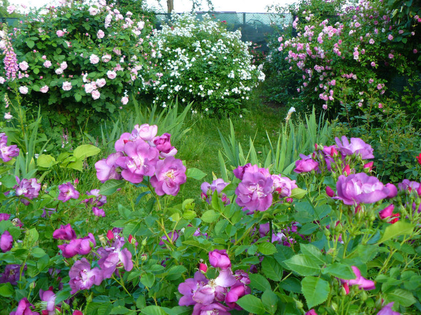 P1340015 - 2018_Mai_Trandafiri