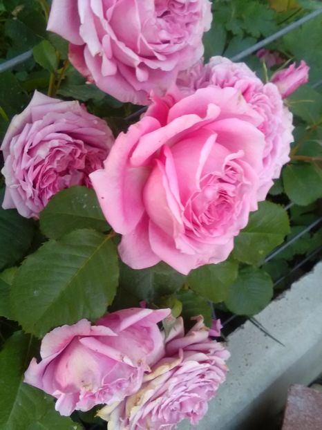  - Gradina luna mai 2018