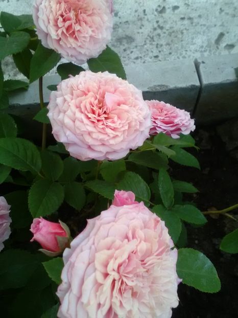  - Gradina luna mai 2018