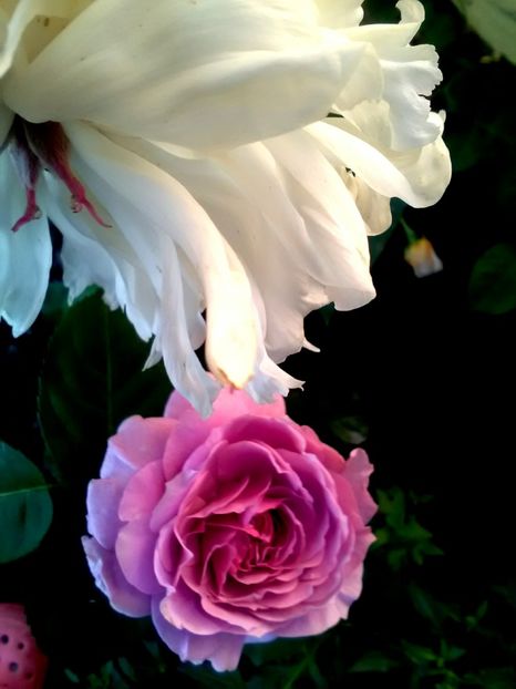  - Gradina luna mai 2018