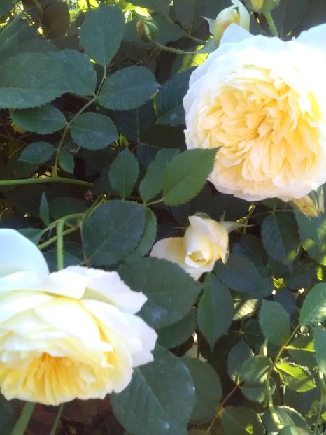  - Gradina luna mai 2018