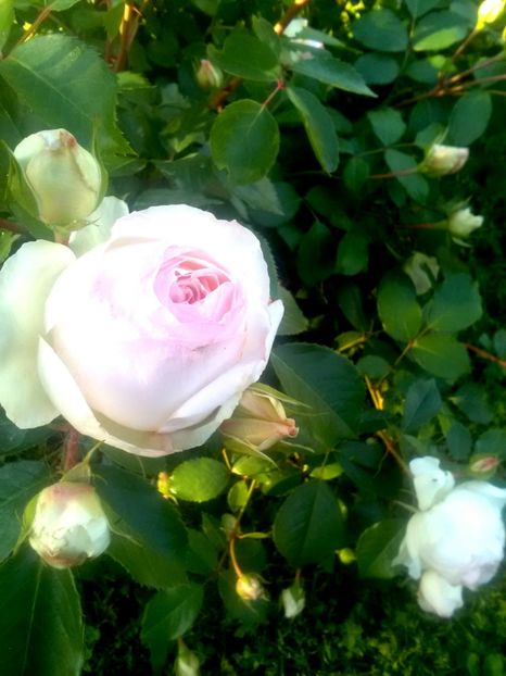  - Gradina luna mai 2018