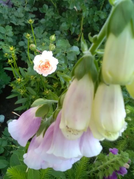  - Gradina luna mai 2018