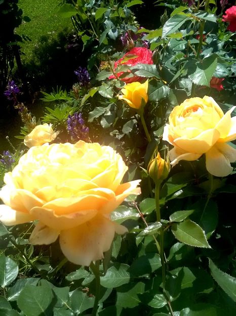  - Gradina luna mai 2018