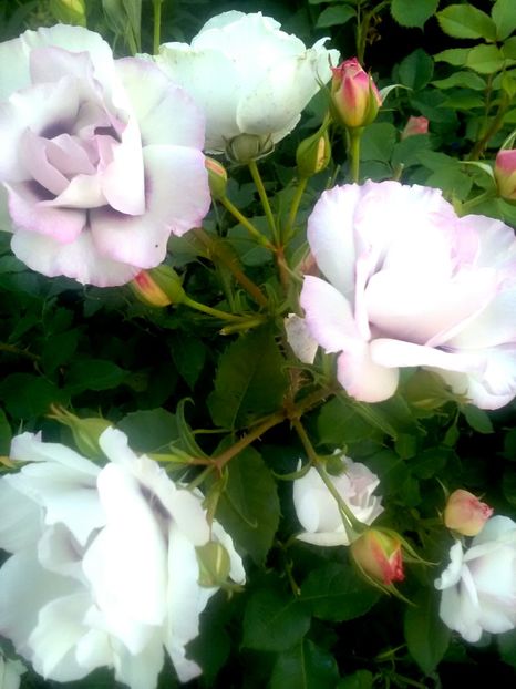  - Gradina luna mai 2018