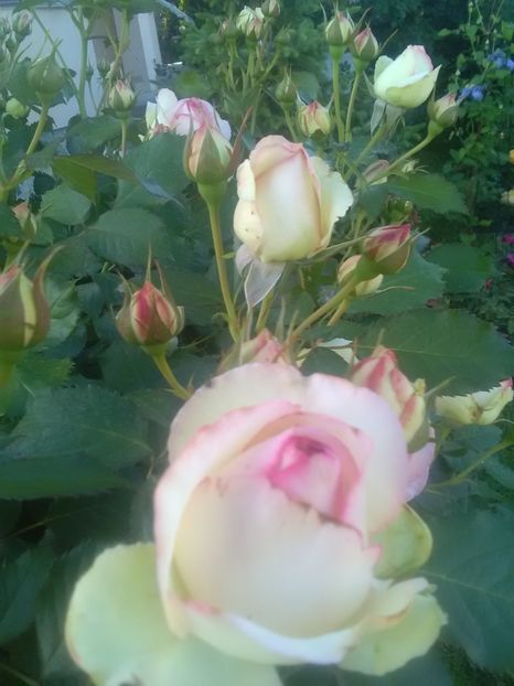  - Gradina luna mai 2018