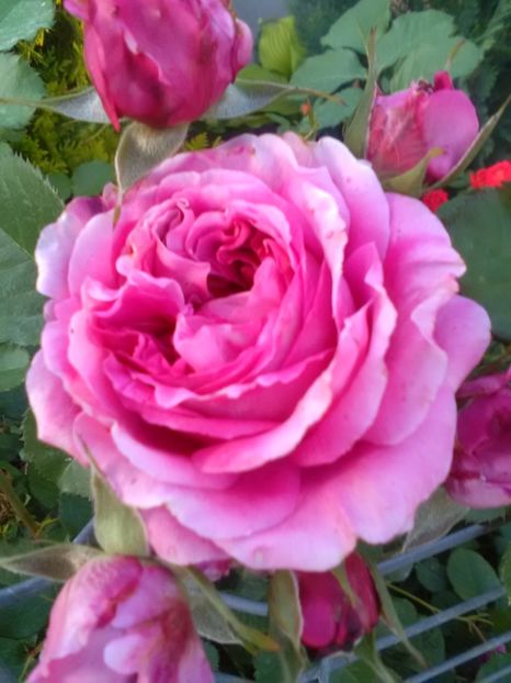  - Gradina luna mai 2018