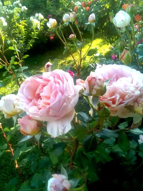  - Gradina luna mai 2018