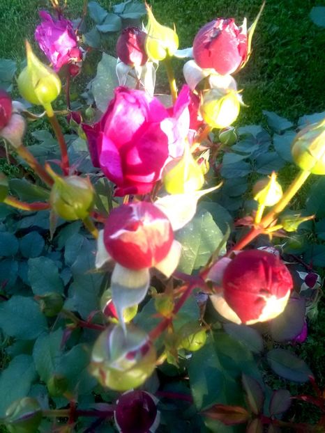  - Gradina luna mai 2018