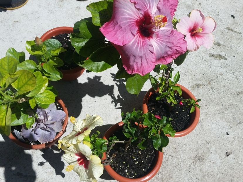  - Hibiscus 2018