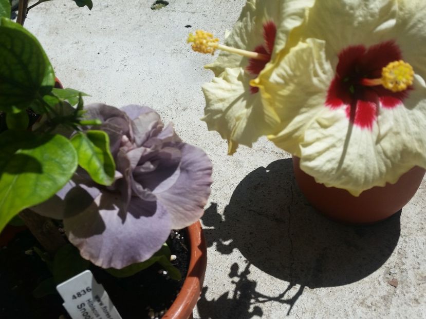  - Hibiscus 2018