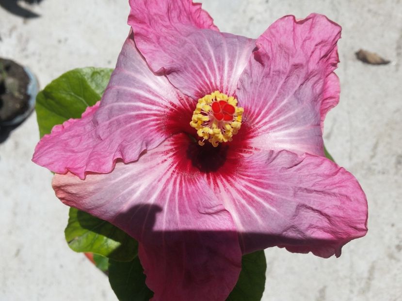  - Hibiscus 2018