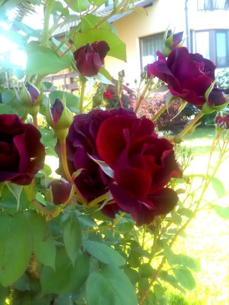  - Gradina luna mai 2018