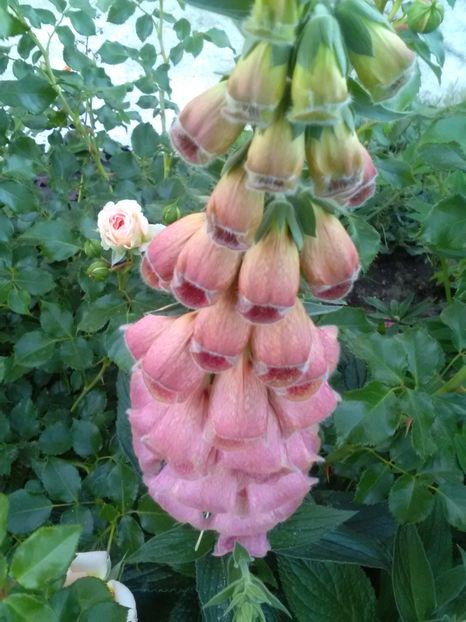  - Gradina luna mai 2018