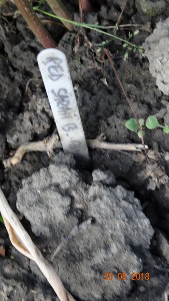  - Bujori 2018