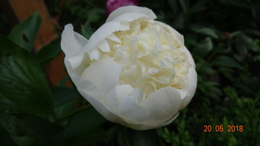 Charles White - Bujori 2018